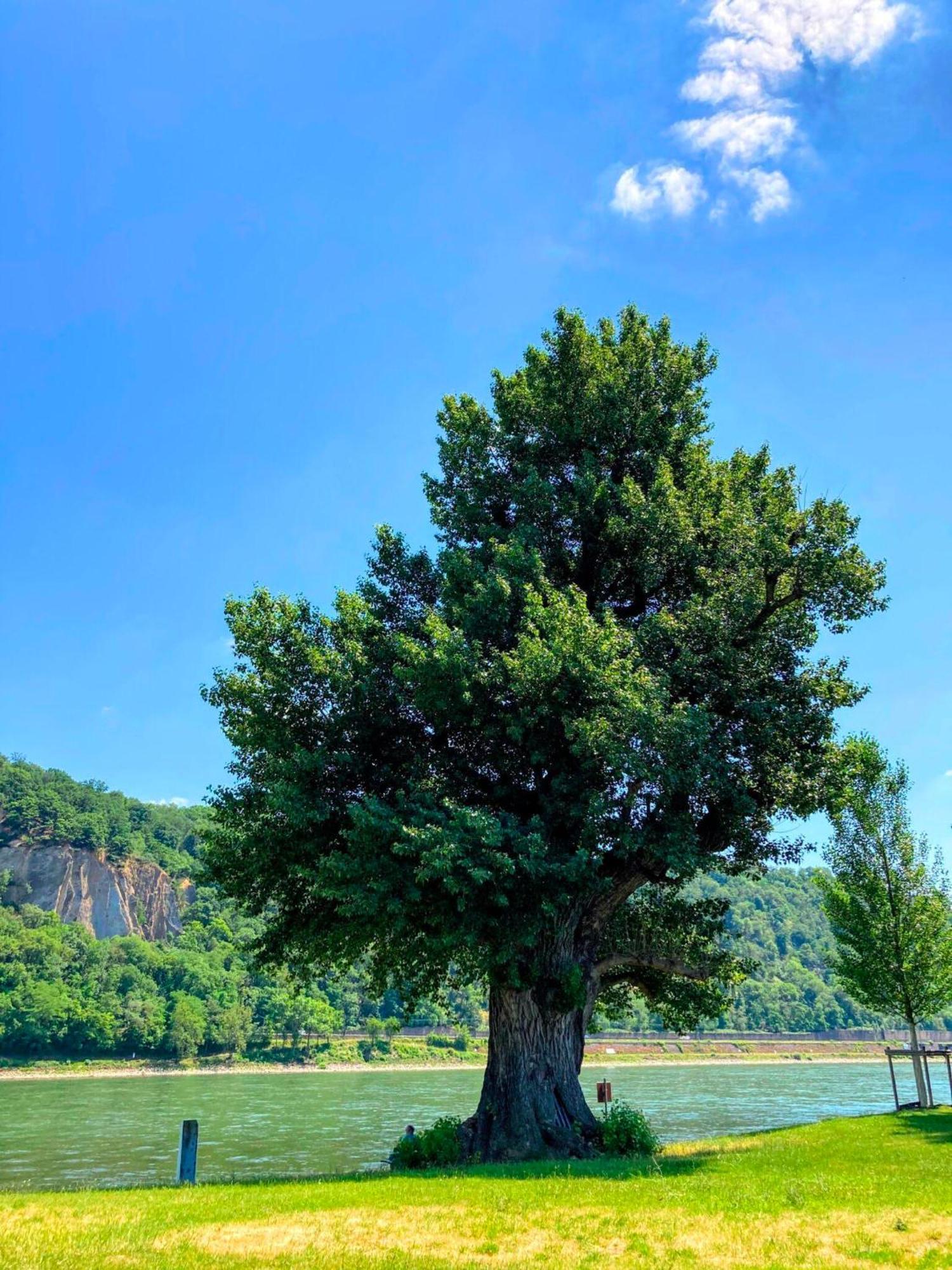 Gemuetliche Rheinblick Residenz Daire Koblenz  Dış mekan fotoğraf